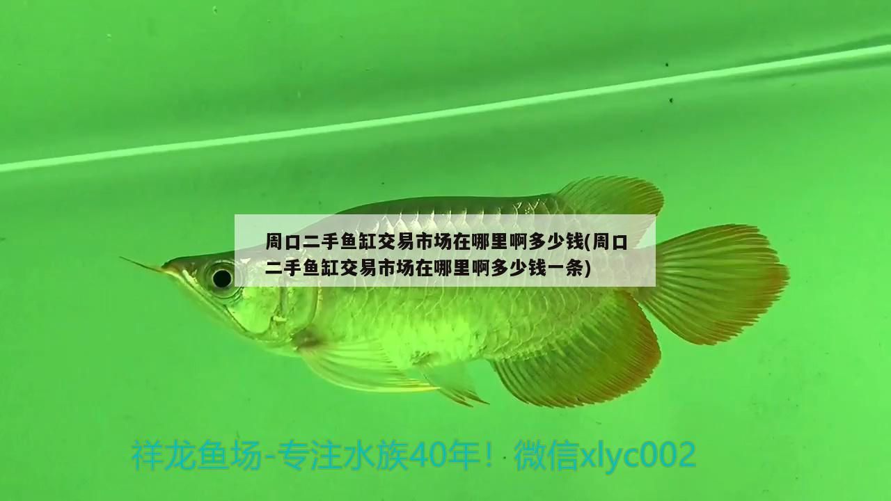 周口二手魚缸交易市場在哪里啊多少錢(周口二手魚缸交易市場在哪里啊多少錢一條) 黑桃A魚苗