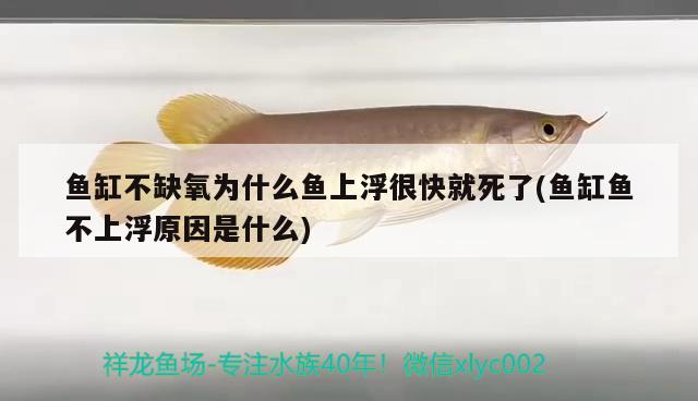 魚缸不缺氧為什么魚上浮很快就死了(魚缸魚不上浮原因是什么)