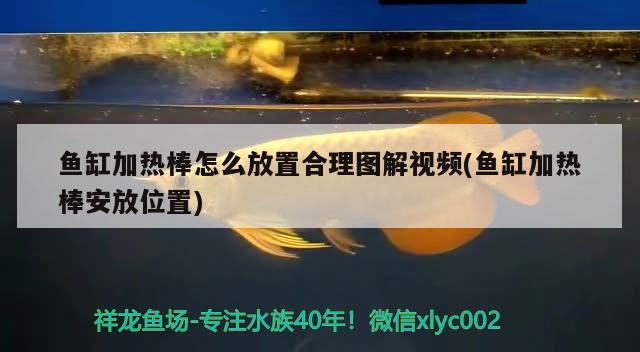 魚缸加熱棒怎么放置合理圖解視頻(魚缸加熱棒安放位置)