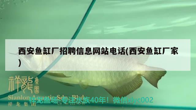 西安魚缸廠招聘信息網站電話(西安魚缸廠家) 白子關刀魚