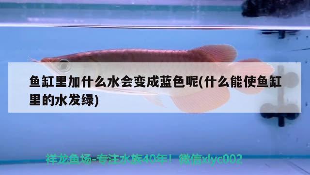 魚缸里加什么水會變成藍色呢(什么能使魚缸里的水發(fā)綠) 森森魚缸