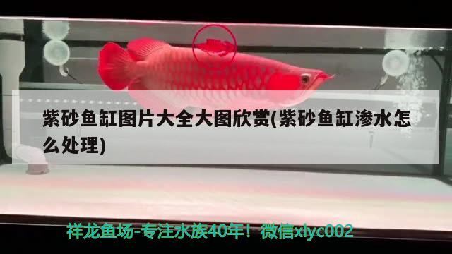 紫砂魚缸圖片大全大圖欣賞(紫砂魚缸滲水怎么處理)