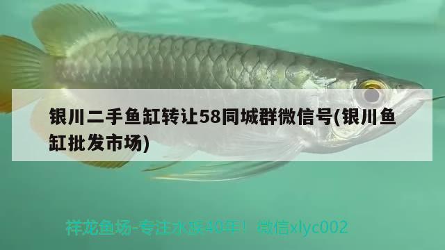 銀川二手魚缸轉讓58同城群微信號(銀川魚缸批發(fā)市場)