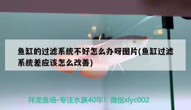 魚(yú)缸的過(guò)濾系統(tǒng)不好怎么辦呀圖片(魚(yú)缸過(guò)濾系統(tǒng)差應(yīng)該怎么改善)