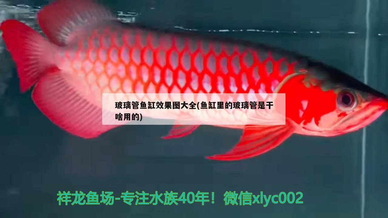 玻璃管魚缸效果圖大全(魚缸里的玻璃管是干啥用的) 雪龍魚