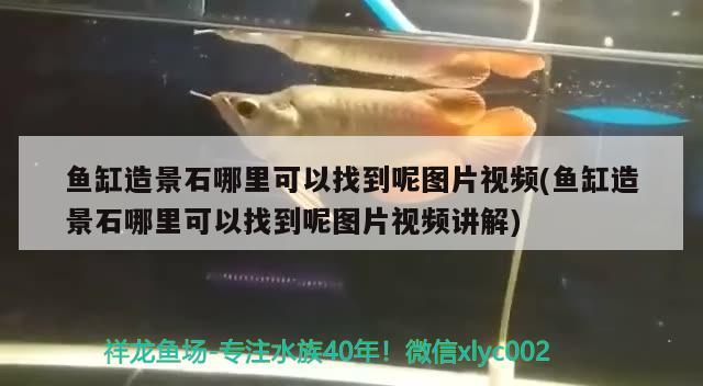 魚缸造景石哪里可以找到呢圖片視頻(魚缸造景石哪里可以找到呢圖片視頻講解) 紅龍福龍魚