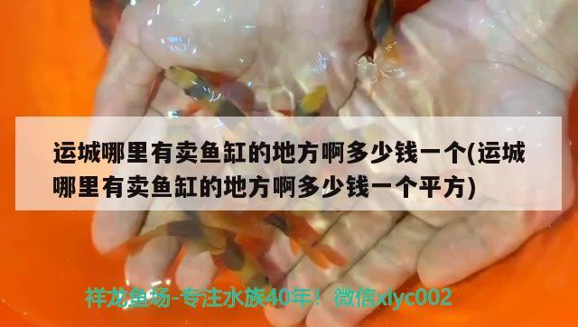 運城哪里有賣魚缸的地方啊多少錢一個(運城哪里有賣魚缸的地方啊多少錢一個平方) 綠皮辣椒小紅龍