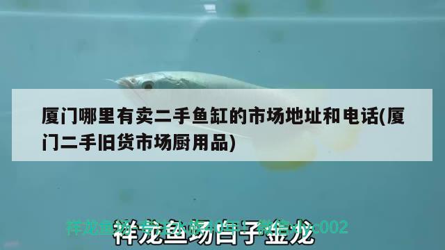 廈門哪里有賣二手魚缸的市場地址和電話(廈門二手舊貨市場廚用品) 白玉紅龍魚