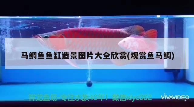 馬鯛魚魚缸造景圖片大全欣賞(觀賞魚馬鯛)