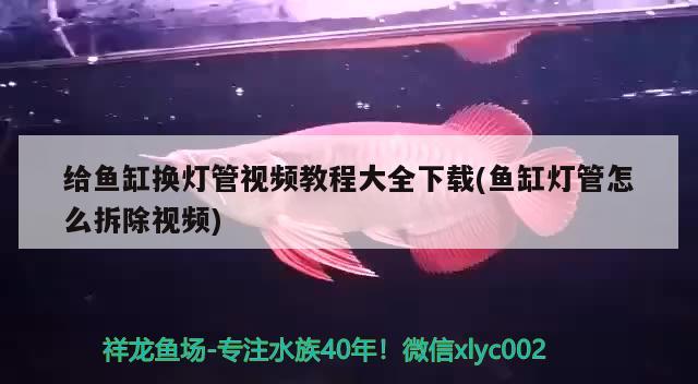 給魚缸換燈管視頻教程大全下載(魚缸燈管怎么拆除視頻) 銀龍魚