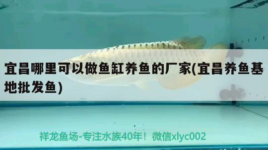 宜昌哪里可以做魚缸養(yǎng)魚的廠家(宜昌養(yǎng)魚基地批發(fā)魚)