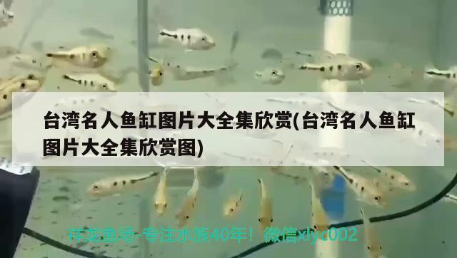 臺灣名人魚缸圖片大全集欣賞(臺灣名人魚缸圖片大全集欣賞圖) 斑馬鴨嘴魚