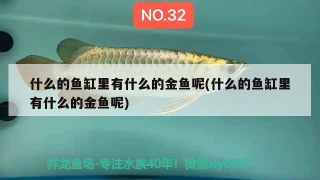 什么的魚缸里有什么的金魚呢(什么的魚缸里有什么的金魚呢) 南美異型魚