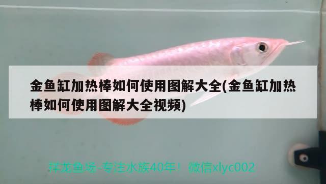 金魚缸加熱棒如何使用圖解大全(金魚缸加熱棒如何使用圖解大全視頻)