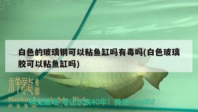 白色的玻璃鋼可以粘魚缸嗎有毒嗎(白色玻璃膠可以粘魚缸嗎) 黑影道人魚