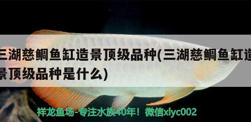 三湖慈鯛魚缸造景頂級品種(三湖慈鯛魚缸造景頂級品種是什么)