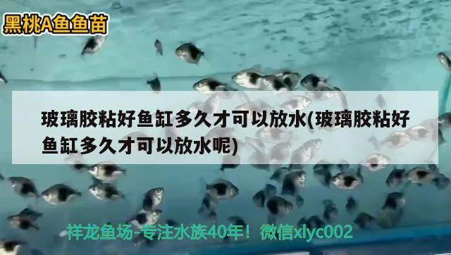 玻璃膠粘好魚(yú)缸多久才可以放水(玻璃膠粘好魚(yú)缸多久才可以放水呢)