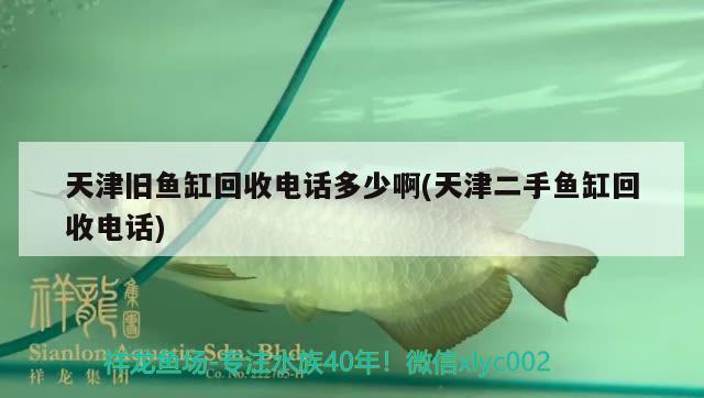 天津舊魚缸回收電話多少啊(天津二手魚缸回收電話) 黑帝王魟魚