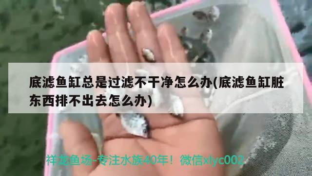 底濾魚缸總是過濾不干凈怎么辦(底濾魚缸臟東西排不出去怎么辦) 肺魚