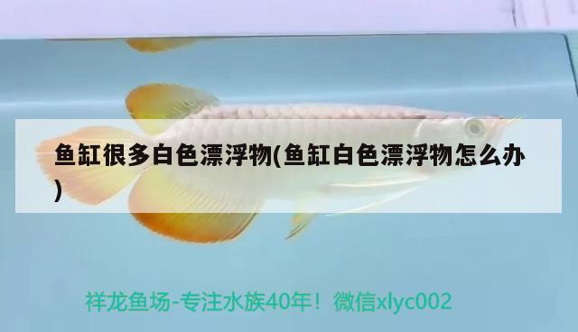 魚(yú)缸很多白色漂浮物(魚(yú)缸白色漂浮物怎么辦)