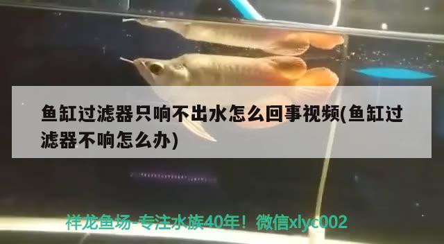 魚缸過濾器只響不出水怎么回事視頻(魚缸過濾器不響怎么辦)