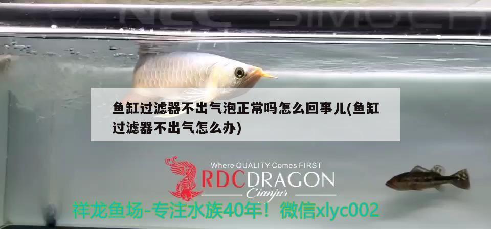 魚缸過濾器不出氣泡正常嗎怎么回事兒(魚缸過濾器不出氣怎么辦) 龍魚批發(fā)