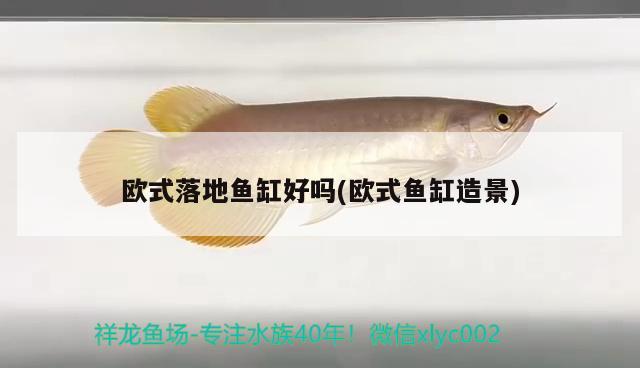 歐式落地魚缸好嗎(歐式魚缸造景) 黃金夢幻雷龍魚