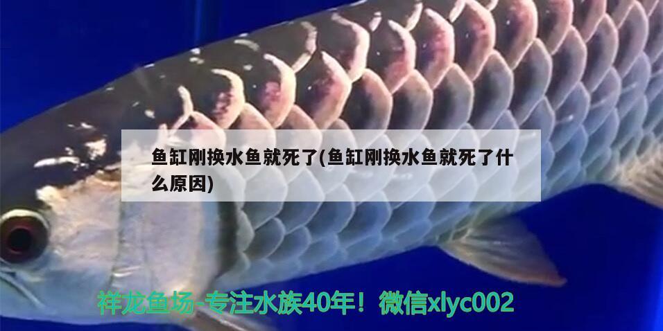 魚缸剛換水魚就死了(魚缸剛換水魚就死了什么原因) 水族用品