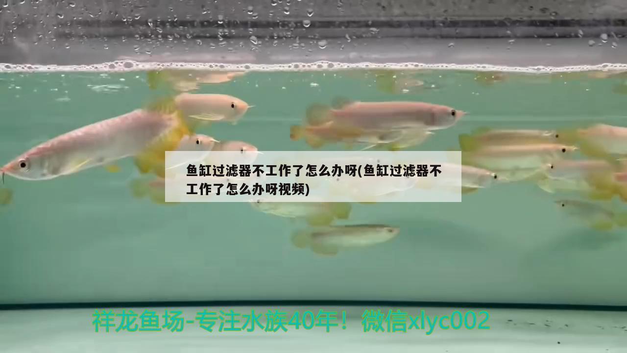 魚缸過濾器不工作了怎么辦呀(魚缸過濾器不工作了怎么辦呀視頻) 圣菲埃及魚