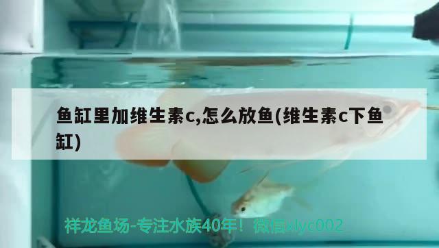 魚缸里加維生素c,怎么放魚(維生素c下魚缸)