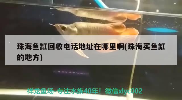 珠海魚缸回收電話地址在哪里啊(珠海買魚缸的地方) 觀賞魚百科