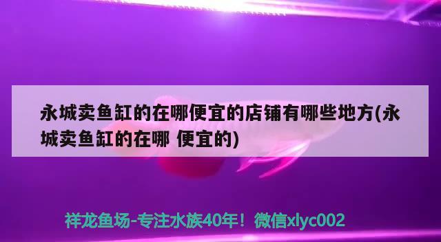 永城賣魚缸的在哪便宜的店鋪有哪些地方(永城賣魚缸的在哪便宜的) 喂食器