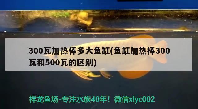 300瓦加熱棒多大魚缸(魚缸加熱棒300瓦和500瓦的區(qū)別) 綠皮皇冠豹魚