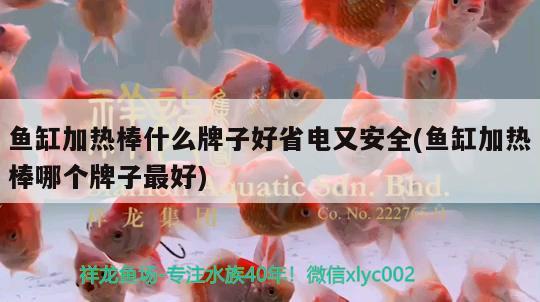 魚缸加熱棒什么牌子好省電又安全(魚缸加熱棒哪個(gè)牌子最好)