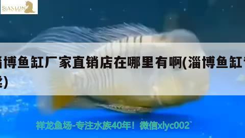 淄博魚缸廠家直銷店在哪里有啊(淄博魚缸專賣)