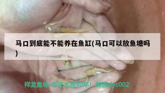 馬口到底能不能養(yǎng)在魚缸(馬口可以放魚塘嗎) 黃金斑馬魚