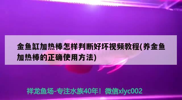 金魚缸加熱棒怎樣判斷好壞視頻教程(養(yǎng)金魚加熱棒的正確使用方法)