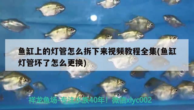 魚缸上的燈管怎么拆下來視頻教程全集(魚缸燈管壞了怎么更換) 粗線銀版魚