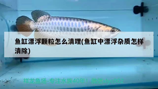 魚缸漂浮顆粒怎么清理(魚缸中漂浮雜質(zhì)怎樣清除) 申古銀版魚