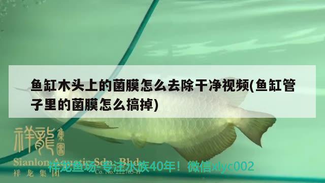 魚(yú)缸木頭上的菌膜怎么去除干凈視頻(魚(yú)缸管子里的菌膜怎么搞掉)