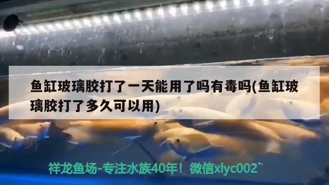 魚缸玻璃膠打了一天能用了嗎有毒嗎(魚缸玻璃膠打了多久可以用) 哥倫比亞巨暴魚苗 第2張