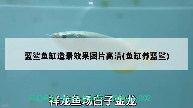 藍(lán)鯊魚缸造景效果圖片高清(魚缸養(yǎng)藍(lán)鯊) BD魟魚