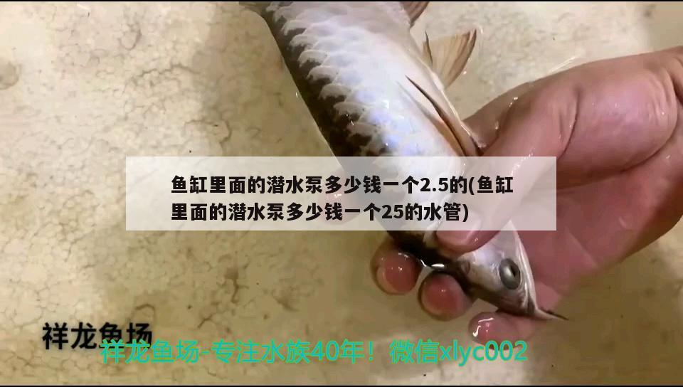 魚缸里面的潛水泵多少錢一個2.5的(魚缸里面的潛水泵多少錢一個25的水管) 虎斑恐龍魚