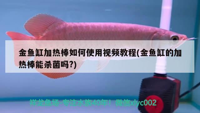 金魚缸加熱棒如何使用視頻教程(金魚缸的加熱棒能殺菌嗎?) 潛水艇魚