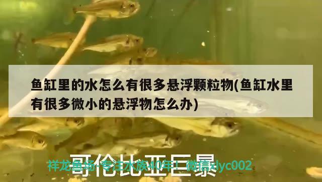 魚(yú)缸里的水怎么有很多懸浮顆粒物(魚(yú)缸水里有很多微小的懸浮物怎么辦) 三色錦鯉魚(yú)