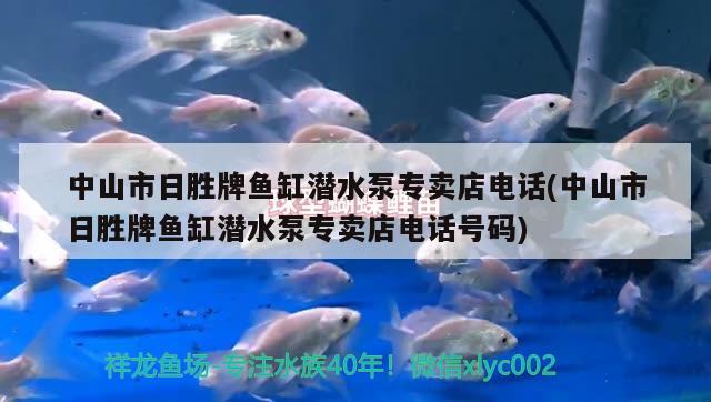 中山市日勝牌魚缸潛水泵專賣店電話(中山市日勝牌魚缸潛水泵專賣店電話號碼) 定時器/自控系統(tǒng)