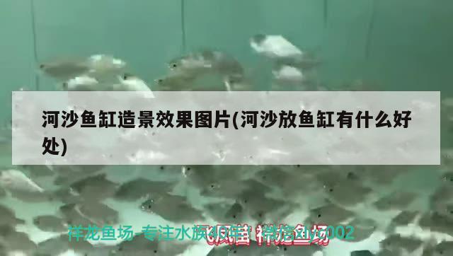 河沙魚缸造景效果圖片(河沙放魚缸有什么好處)