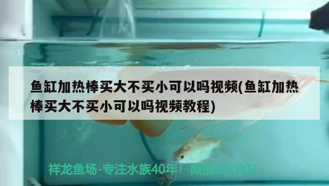 魚缸加熱棒買大不買小可以嗎視頻(魚缸加熱棒買大不買小可以嗎視頻教程) 紅老虎魚