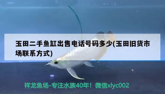 玉田二手魚缸出售電話號碼多少(玉田舊貨市場聯(lián)系方式) 虎魚百科