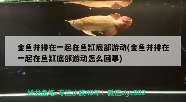 金魚(yú)并排在一起在魚(yú)缸底部游動(dòng)(金魚(yú)并排在一起在魚(yú)缸底部游動(dòng)怎么回事) 龍魚(yú)百科